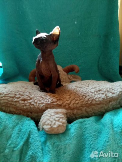 Канадский сфинкс