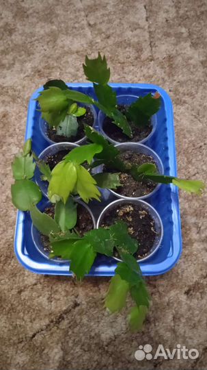 Декабрист шлюмбергер