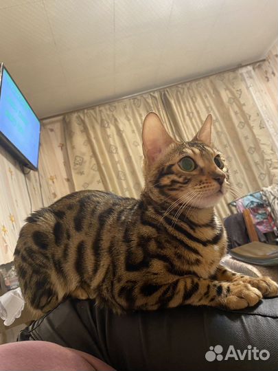 Бенгальская кошка