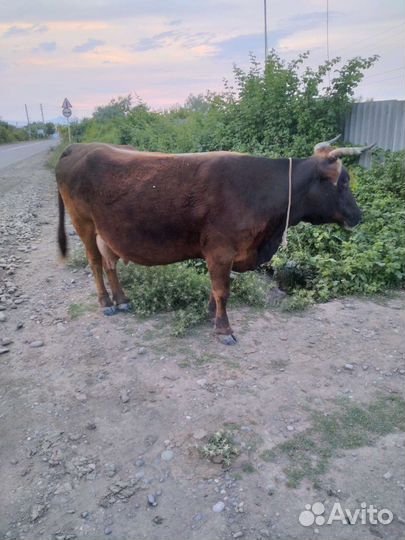 Корова дойная с теленком