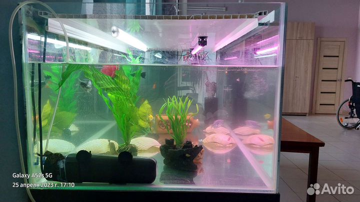 Аквариумистика