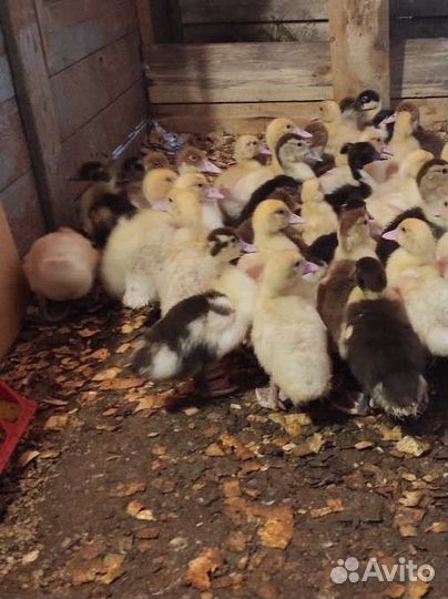 Инкубационное яйцо индоутки (мускусная утка)