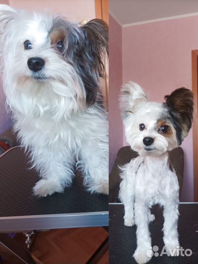 Груминг Грумер Стрижка собак