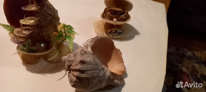 Ракушки морские перламутровые и поделки