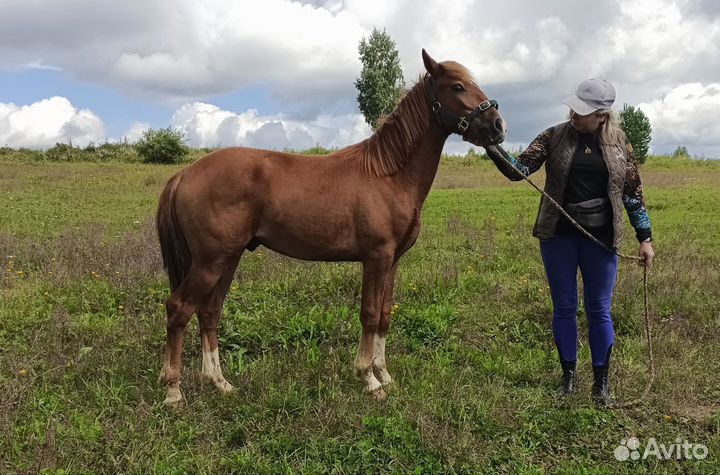 Продаем жеребенка