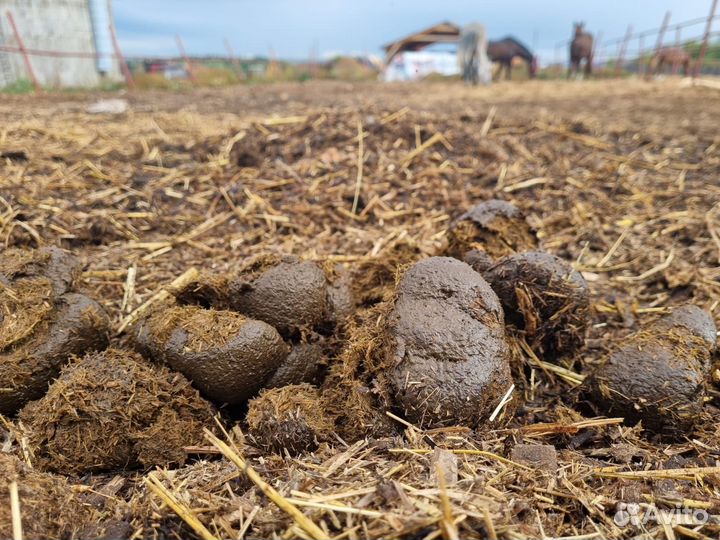 Конский навоз