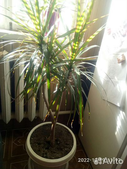 Бенджамина