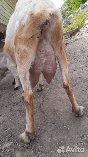 Дойные козы