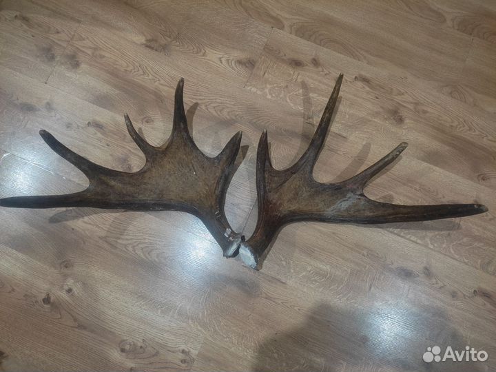 Продам рога лося