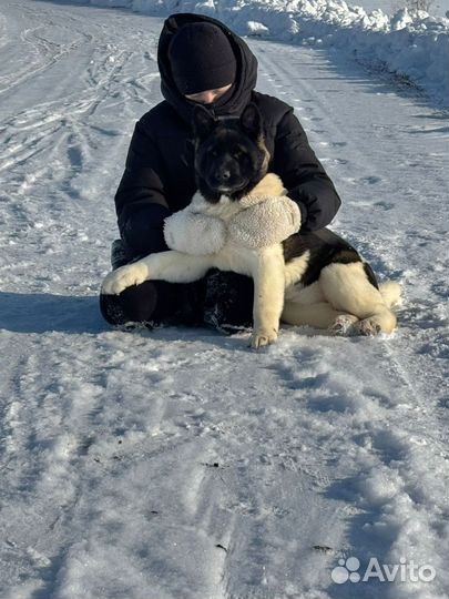 Щенки американской акиты