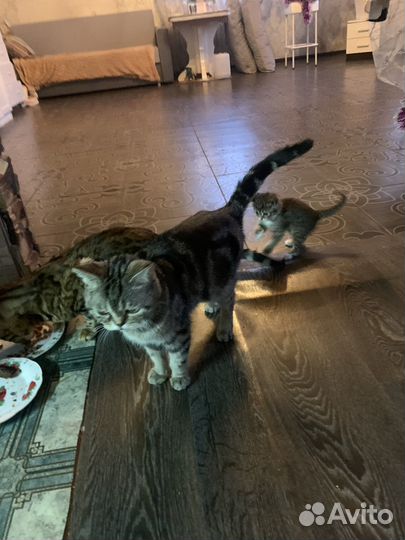 Бенгальская