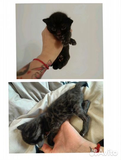 Бенгальские котята