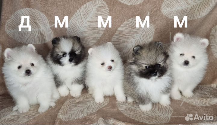 Померанский шпиц мини медвежьего типа