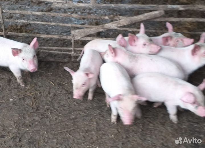 Продаю поросят