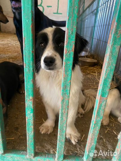 Собачки в добрые руки