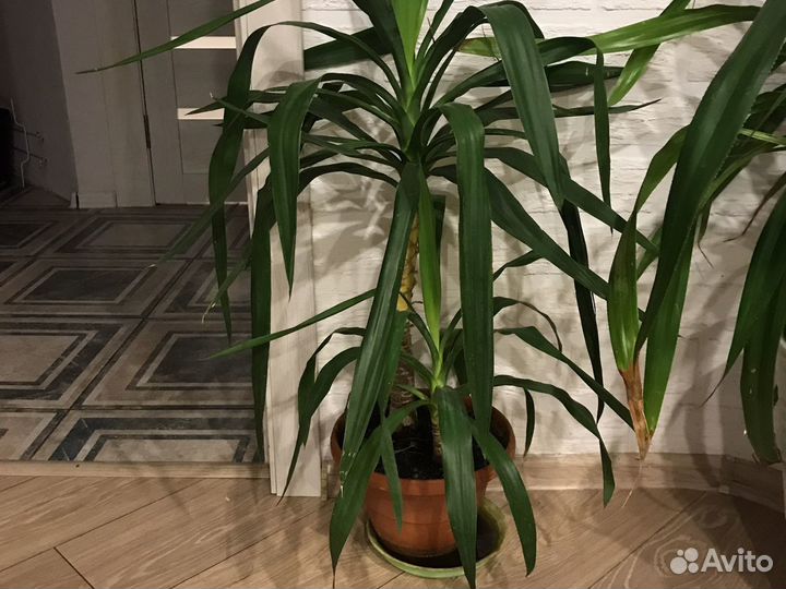 Юкка