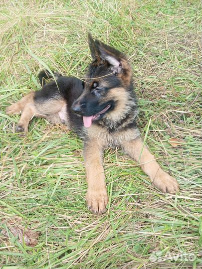 Щенки немецкой овчарки