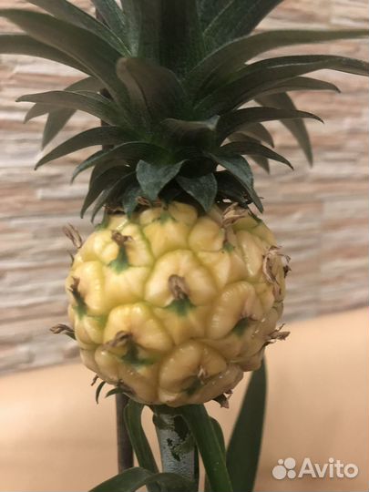 Экзотическое растение Ананас