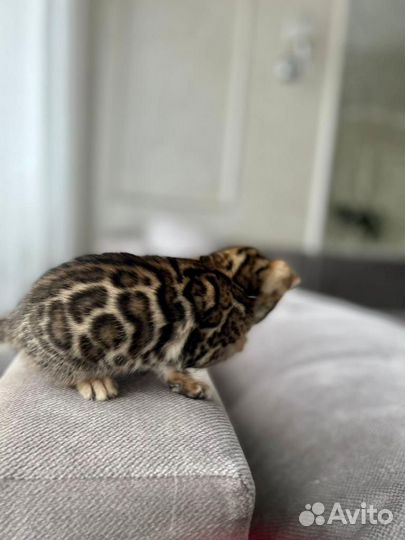 Бенгальские котята