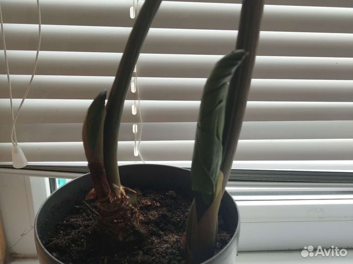 Замиокулькас