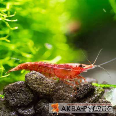 Аквариумные креветки