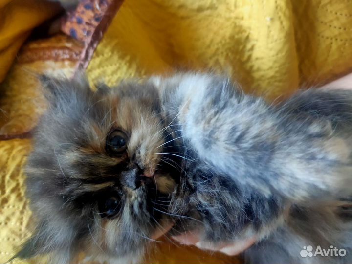 Персидские котята