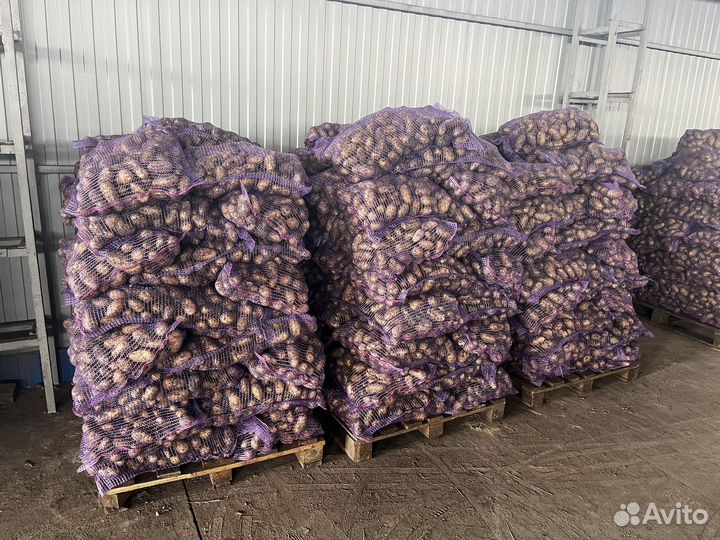 Картофель Королева Анна