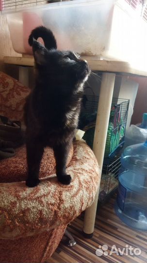 Кошечка стерилизованная