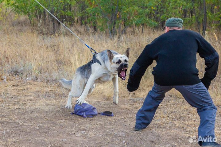 Услуги кинолога