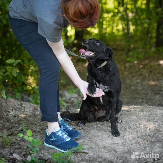 Лилит, 2 года, стерилизована