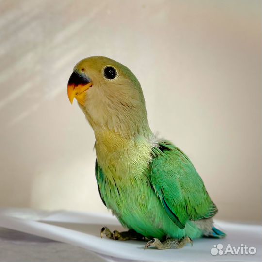 Неразлучники