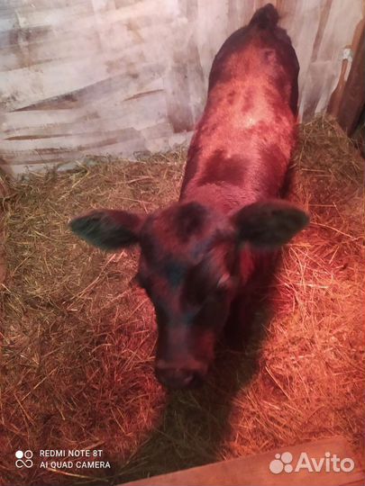 Телочка 6 мес