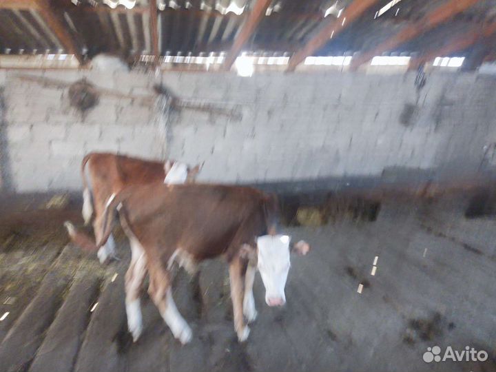 Бычок и телочка