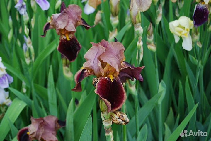 Ирисы сортовые