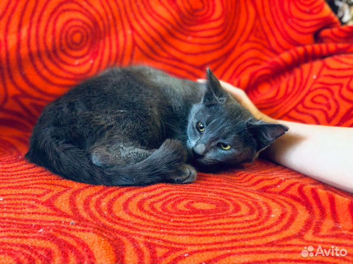 Кот-подросток