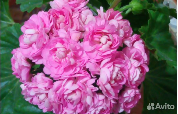 Пеларгония Анита