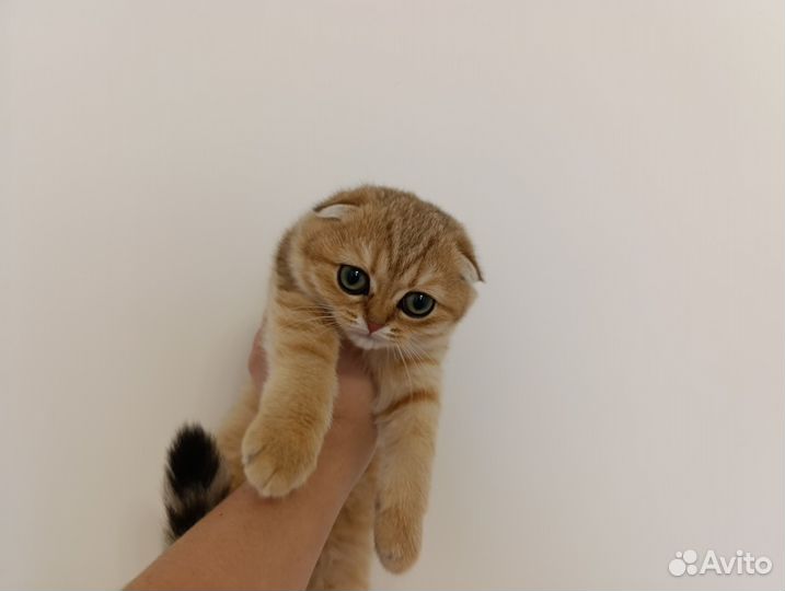 Вислоухие шиншиллы