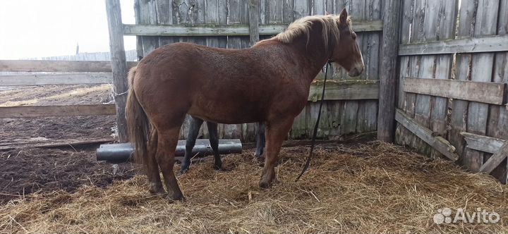 Советский тяжеловоз