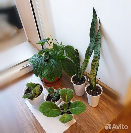 Клеродендрум, Сансевиерия, Глоксиния растения