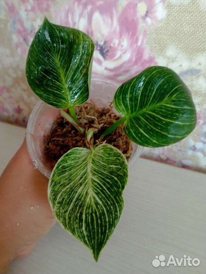 Филодендрон white measure