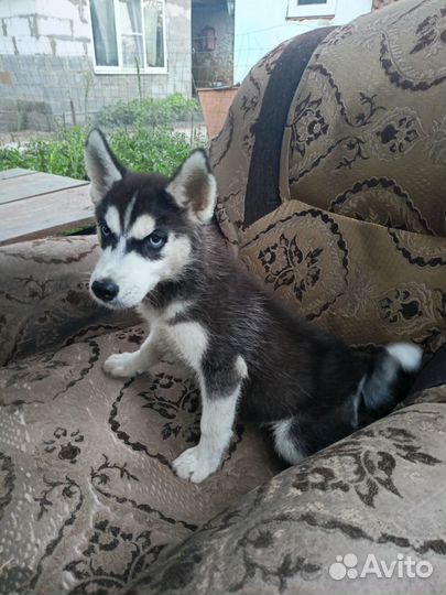 Сибирский хаски