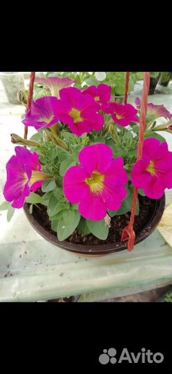 Рассада питуньи