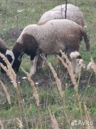 Бараны дорпер