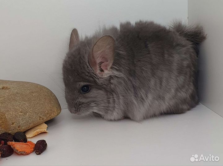 Фиолетовый ангорский шиншилленок мальчик 4 мес