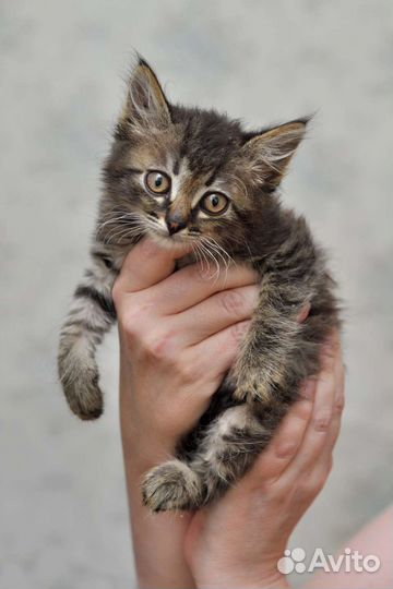 Котята ищут дом