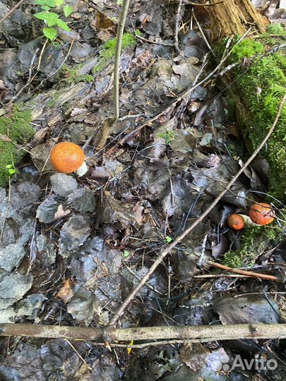 Грибы подосиновики