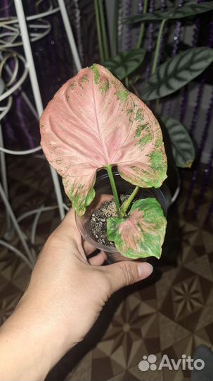 Сингониумы