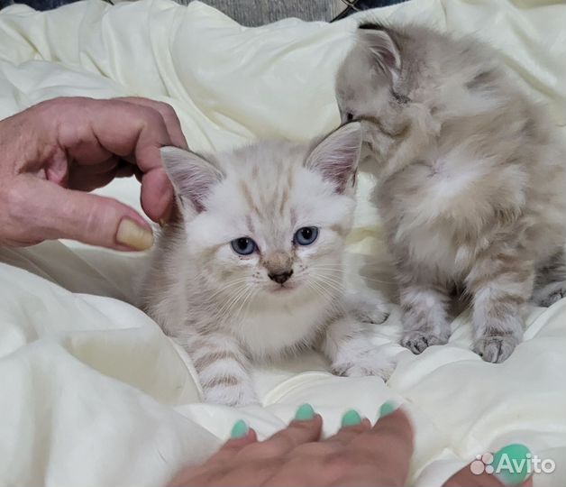 Котята
