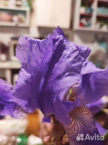 Ирисы бородатые