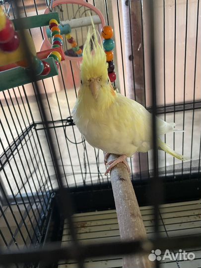 Попугай корелла